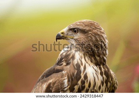 Common buzzard sit in field with crimson clover in sunny spring day. Bird of prey perched in clover meadow, Czech republic