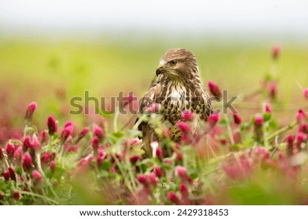 Common buzzard sit in field with crimson clover in sunny spring day. Bird of prey perched in clover meadow, Czech republic