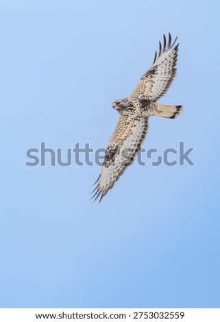 Common Buzzard, soars dynamically in flight against a clear blue sky