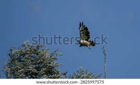 common buzzard taking flight with talons extended