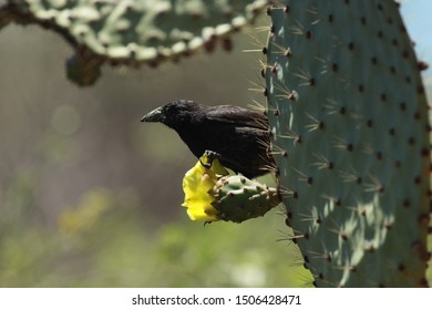 Common Cactus Finch, Eating On A Cactus Flower. Galápagos National Park.