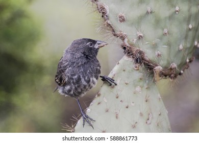 Common Cactus Finch (Geospiza Scandens), Charles Darwin Research Station, Santa Cruz, Galapagos Islands