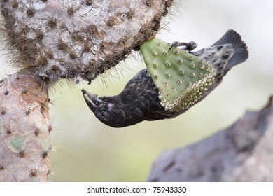 Eating Cactus Images Stock Photos Vectors Shutterstock