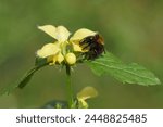 Common carder bee (Bombus pascuorum), family Apidae on flowers of Yellow Archangel (Lamiastrum galeobdolon argentatum). Mint family (Lamiaceae, Labiatae). Netherlands, Spring, April	                  