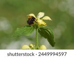 Common carder bee (Bombus pascuorum), family Apidae on flowers of Yellow Archangel (Lamiastrum galeobdolon argentatum). Mint family (Lamiaceae, Labiatae). Netherlands, Spring, April                   