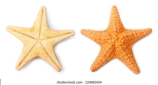 The Common Caribbean starfish (Oreaster reticulatus) isolated on a white background.