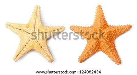 The Common Caribbean starfish (Oreaster reticulatus) isolated on a white background.