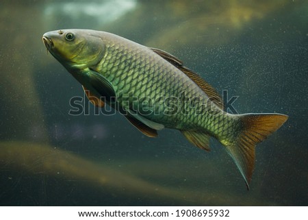 Common carp (Cyprinus carpio). Freshwater fish. 