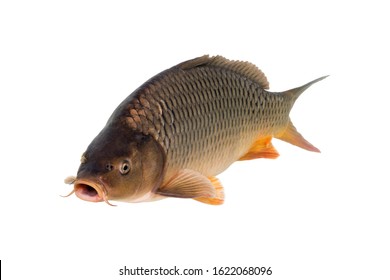 The common carp or European carp (Cyprinus carpio) is a widespread freshwater fish of eutrophic waters in lakes and large rivers in Europe and Asia.