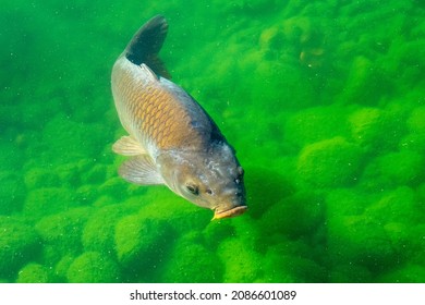 The common carp or European carp (Cyprinus carpio) swims in the lake. - Shutterstock ID 2086601089