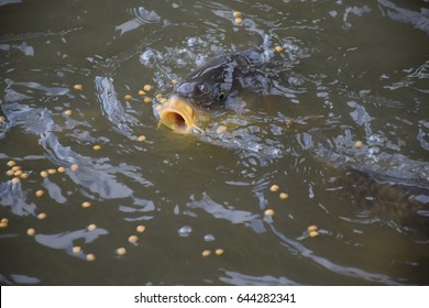 Common Carp Feeding