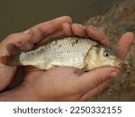 Common Carp Fish on a man hand