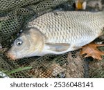 A common carp with glistening scales lies in a landing net amidst a tapestry of fallen leaves, capturing the essence of a tranquil autumn fishing experience. Fish caught in a net.