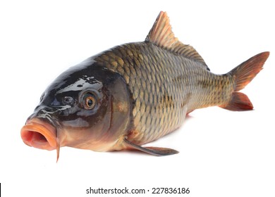 Common Carp Isolated On White Background