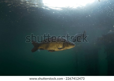 Common carps are swimming in the dam. Carps in the shoal.  European fresh water. Life in fresh water. 