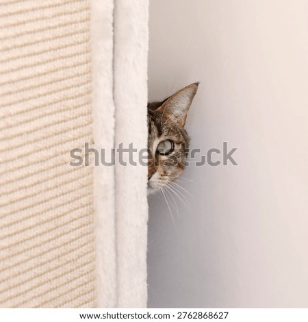 Common cat hiding, looking at the camera
