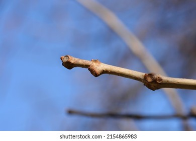 Common catalpa bare branch in winter - Latin name - Catalpa bignonioides