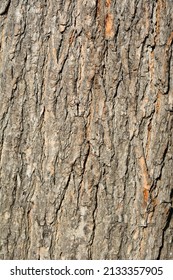 Common catalpa bark detail - Latin name - Catalpa bignonioides