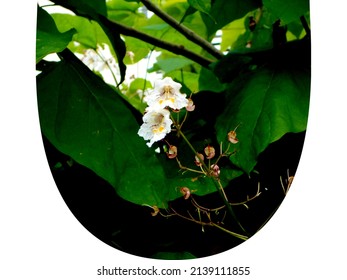 common catalpa or bean tree with white flowers

