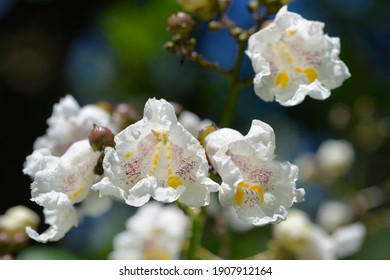 Common catalpa flowers - Latin name - Catalpa bignonioides