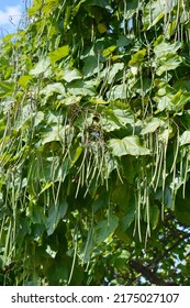 182 Catalpa seed pods Images, Stock Photos & Vectors | Shutterstock