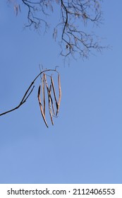 Common catalpa seed pods on branches - Latin name - Catalpa bignonioides