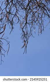 Common catalpa seed pods on branches against blue sky - Latin name - Catalpa bignonioides