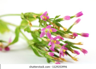 Common Centaury Centaurium Umbellatum Isolated On Stock Photo (Edit Now ...