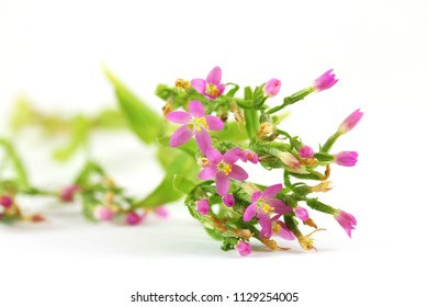 Common Centaury Centaurium Umbellatum Isolated On Stock Photo ...