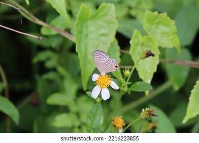 Common Cerulean Butterfly on a flower - Shutterstock ID 2216223855