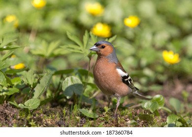 Common Chaffinch