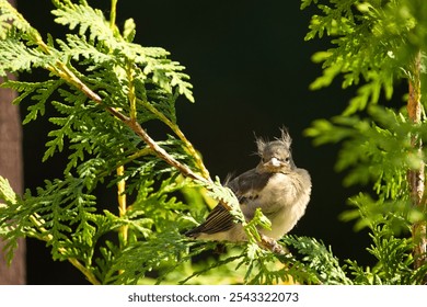 A common chaffinch bird perched on a green tree branch - Powered by Shutterstock