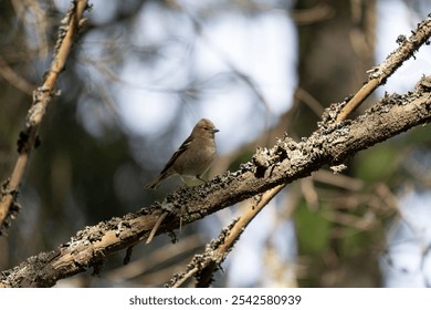 A common chaffinch bird perching on a tree branch with blur background - Powered by Shutterstock