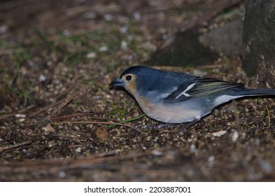 Common Chaffinch Fringilla Coelebs Canariensis. Male Looking For Food On The Forest Floor. Tejeda. Gran Canaria. Canary Islands. Spain.