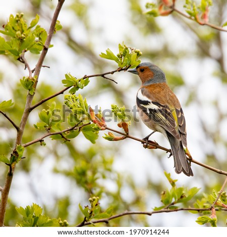 Common chaffinch (Fringilla coelebs) perched on a branch of a hawthorn bush. Male bird with black and white wings. Young spring leaves, buds and small white flowers in bud. Passion for ornithology