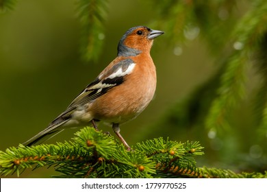 Common chaffinch (Fringilla coelebs) sitting on a pine branch in the forest. Detailed portrait of a beautiful orange songbird with soft green background. Wildlife scene from nature. Czech Republic - Shutterstock ID 1779770525