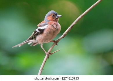 The common chaffinch (Fringilla coelebs) is a common and widespread small passerine bird in the finch family. Photo was taken in Ukraine