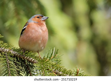 Common chaffinch on the pine - Shutterstock ID 251710219