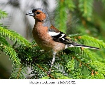 The common chaffinch or simply the chaffinch (Fringilla coelebs) - Shutterstock ID 2165786721