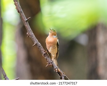 Common chaffinch sits on a branch in spring on green background. Beautiful songbird Common chaffinch in wildlife. The common chaffinch or simply the chaffinch, latin name Fringilla coelebs. - Shutterstock ID 2177247317