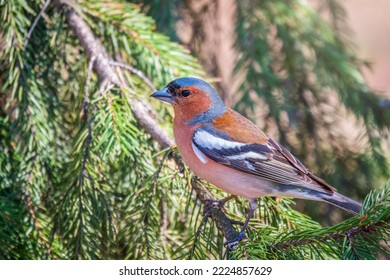 Common chaffinch sits on a branch in spring on green background. Beautiful songbird Common chaffinch in wildlife. The common chaffinch or simply the chaffinch, latin name Fringilla coelebs. - Shutterstock ID 2224857629