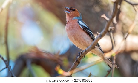 Common chaffinch sits on a branch in spring on green background. Beautiful songbird Common chaffinch in wildlife. The common chaffinch or simply the chaffinch, latin name Fringilla coelebs. - Shutterstock ID 2248306881