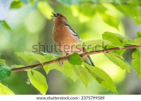 Common chaffinch sits on a branch in spring on green background. Beautiful songbird Common chaffinch in wildlife. The common chaffinch or simply the chaffinch, latin name Fringilla coelebs.