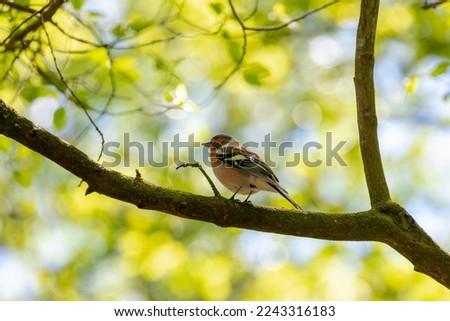 Common chaffinch or Vink in its natural habitat, A small bird perched on the branches tree with yong green leaves in spring, Widespread small passerine bird in the finch family, Living out naturally.