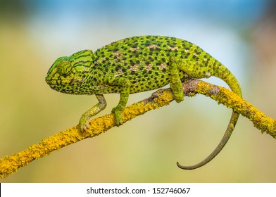 Common chameleon
