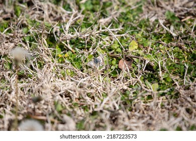 Common Checkered Skipper Butterfly (Pyrgus Communis) On A Well-manicured Lawn