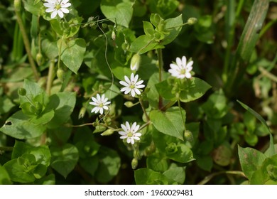 Common chickweed (Stellaria media) with small white flowers