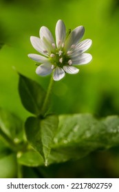 common chickweed, Stellaria media, white bloom with green blurred background.