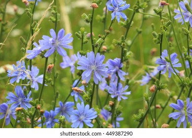 Common Chicory (Cichorium Intybus)