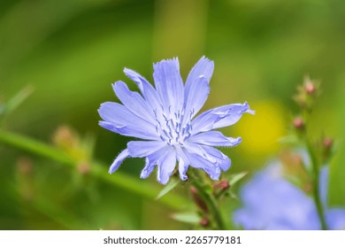 Common Chicory or Cichorium intybus flower blossoms on blured background. Purple Chicory, coffee weed, blue sailor, Cichorium intybus flower, in a fallow field. Blue Floret - Shutterstock ID 2265779181